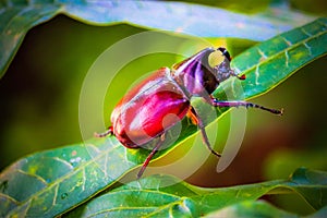 Dynastinae on the branch in the forest photo