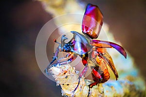 Dynastinae on the branch in the forest photo