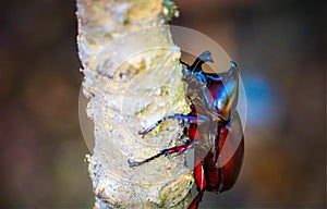 Dynastinae on the branch in the forest photo