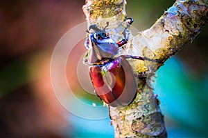 Dynastinae on the branch in the forest photo