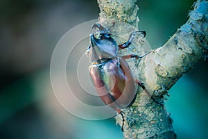 Dynastinae on the branch in the forest photo