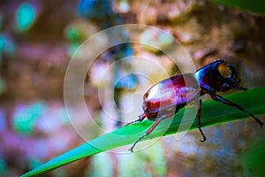 Dynastinae on the branch in the forest photo