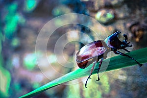Dynastinae on the branch in the forest photo