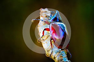 Dynastinae on the branch in the forest photo