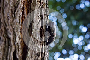 Dynastinae female walking on the bark back with six bokeh them p