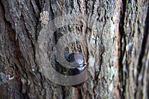 Dynastinae female walking on the bark back with six bokeh them p