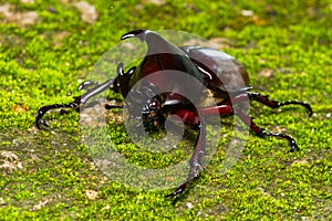 Dynastinae fighting beetle on floor