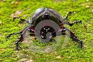 Dynastinae fighting beetle on floor