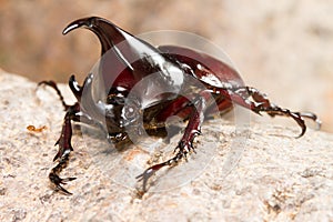 Dynastinae fighting beetle on tree