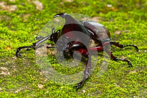 Dynastinae fighting beetle on floor