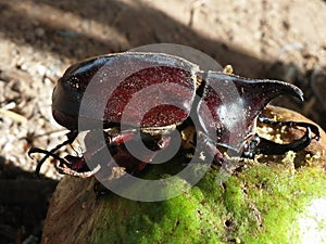 Dynastinae or rhinoceros beetles