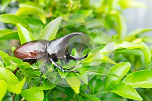 Dynastinae or rhinoceros beetles Allomyrina dithotomus on tree