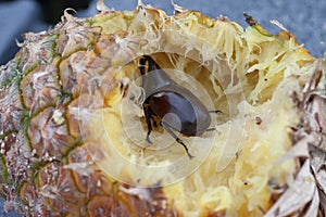 Dynastinae or stag beetle are eating pineapple.