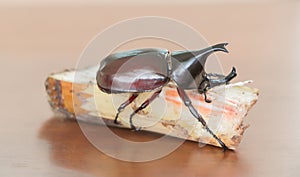 Dynastinae on sugarcane on wood table