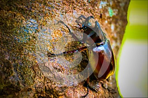 Dynastinae on the branch in the forest photo
