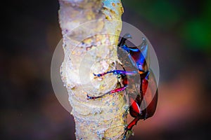 Dynastinae on the branch in the forest photo
