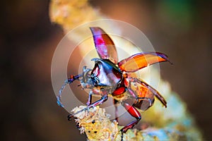 Dynastinae on the branch in the forest photo
