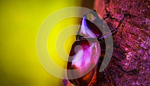 Dynastinae on the branch in the forest photo