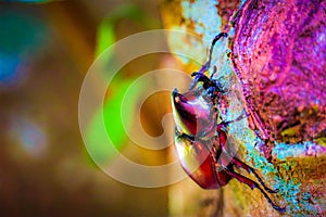 Dynastinae on the branch in the forest photo
