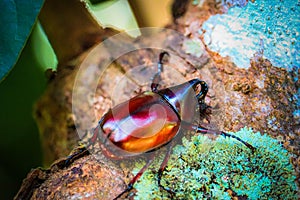 Dynastinae on the branch in the forest photo