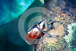 Dynastinae on the branch in the forest photo