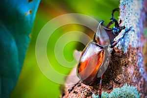 Dynastinae on the branch in the forest photo