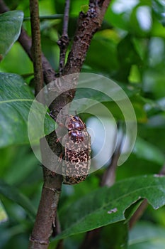 Dynastinae walking on the branches, Beetle female, Thailand.