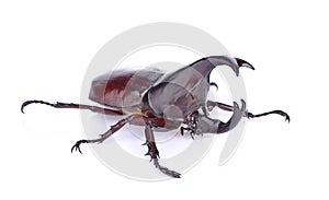 Dynastinae on a white background