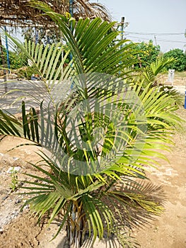 Dypsis ambositrace is an elegant