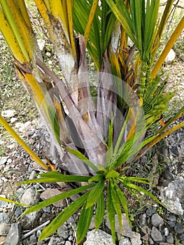 Dypsis decipiens tree buds grow green