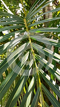 Dypsis Lutescens - Areca Palm