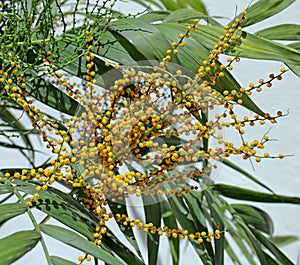 Dypsis lutescens areca palm with clusters of small ripe fruits