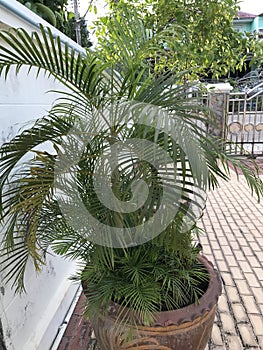 Dypsis lutescens or Areca palm or Golden Cane palm or butterfly palm.