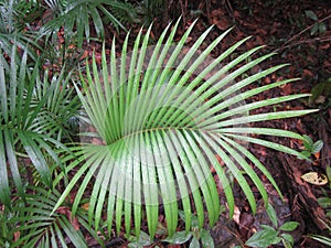 Dypsis lutescens or butterfly palm.