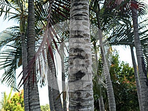 Dypsis lutescens green palm is one of the plants that can give a tropical impression to the exterior of the house.