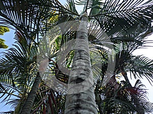 Dypsis lutescens green palm is one of the plants that can give a tropical impression to the exterior of the house.