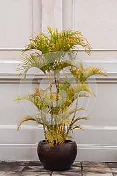 Dypsis lutescens plant in a pot.Common name Golden cane palm,Areca palm,Yellow palm or Butterfly palm.