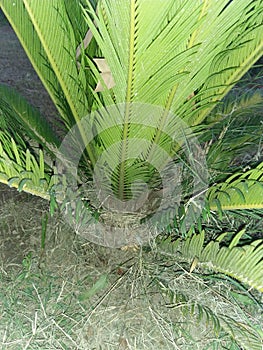 DYPSIS LUTESCENS photo