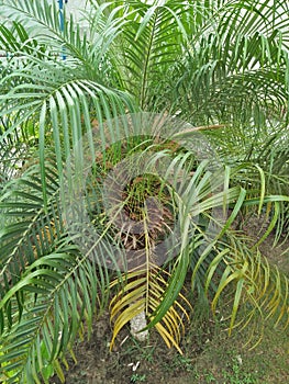 DYPSIS LUTESCENS photo