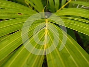 Dypsis lutescens yellow palm is one of the plants that can give a tropical impression to the exterior of the house.