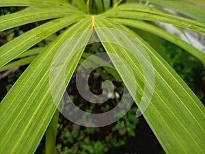 Dypsis lutescens yellow palm is one of the plants that can give a tropical impression to the exterior of the house.