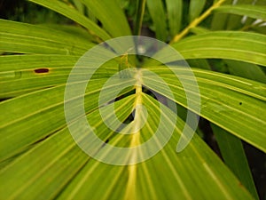 Dypsis lutescens yellow palm is one of the plants that can give a tropical impression to the exterior of the house.