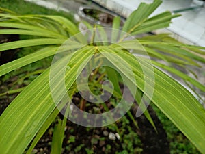 Dypsis lutescens yellow palm is one of the plants that can give a tropical impression to the exterior of the house.