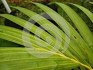 Dypsis lutescens yellow palm is one of the plants that can give a tropical impression to the exterior of the house.