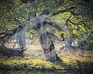 Dyrehaven Deer Park Hiding In The Trees