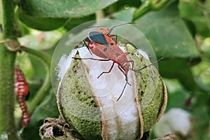 Dysdercus cingulates,insect.cotton crop