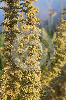 Dysphania botrys, Chenopodium botrys, Chenopodiaceae.