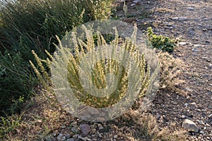 Dysphania botrys, Chenopodium botrys, Chenopodiaceae.