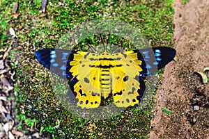 Dysphania militaris, a Butterfly from East Asia