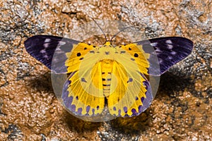 Dysphania militaris moth
